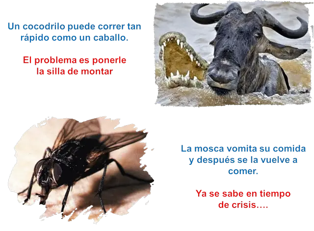 Animales