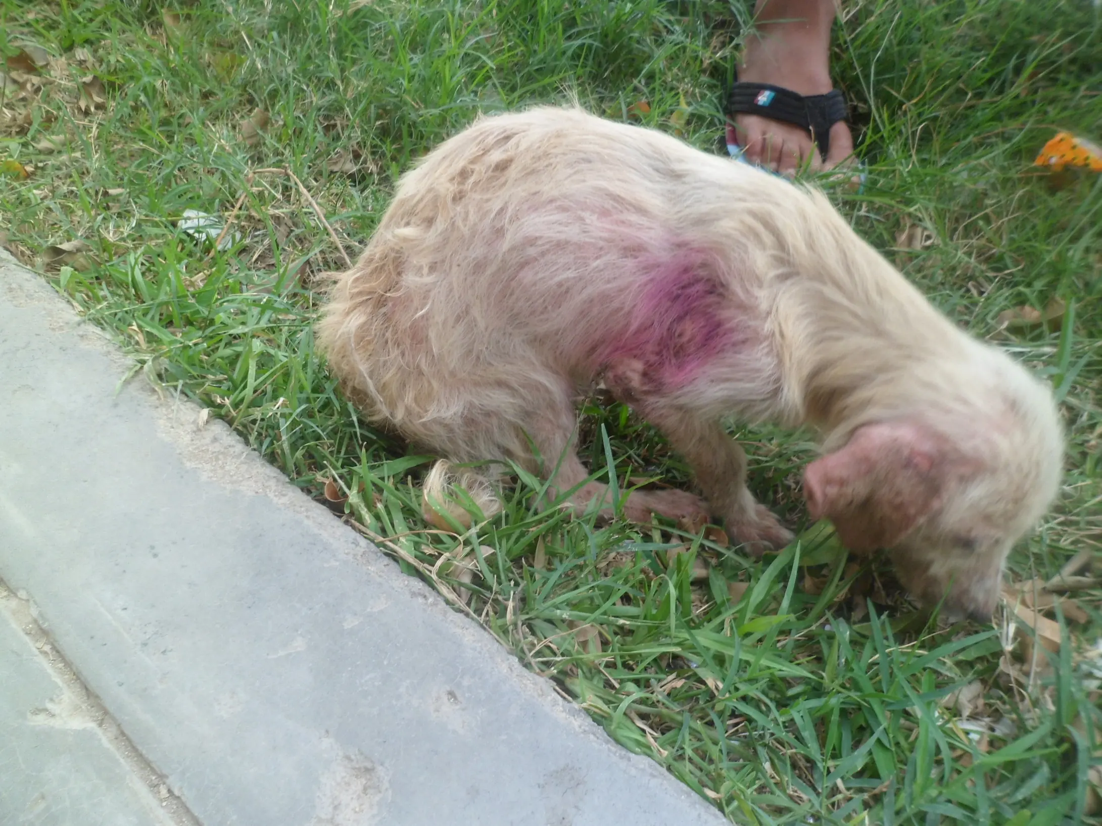 Ayudamos a un perrito y se los muestro.