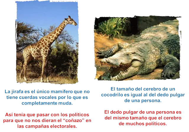 Curiosidades sobre animales comentadas