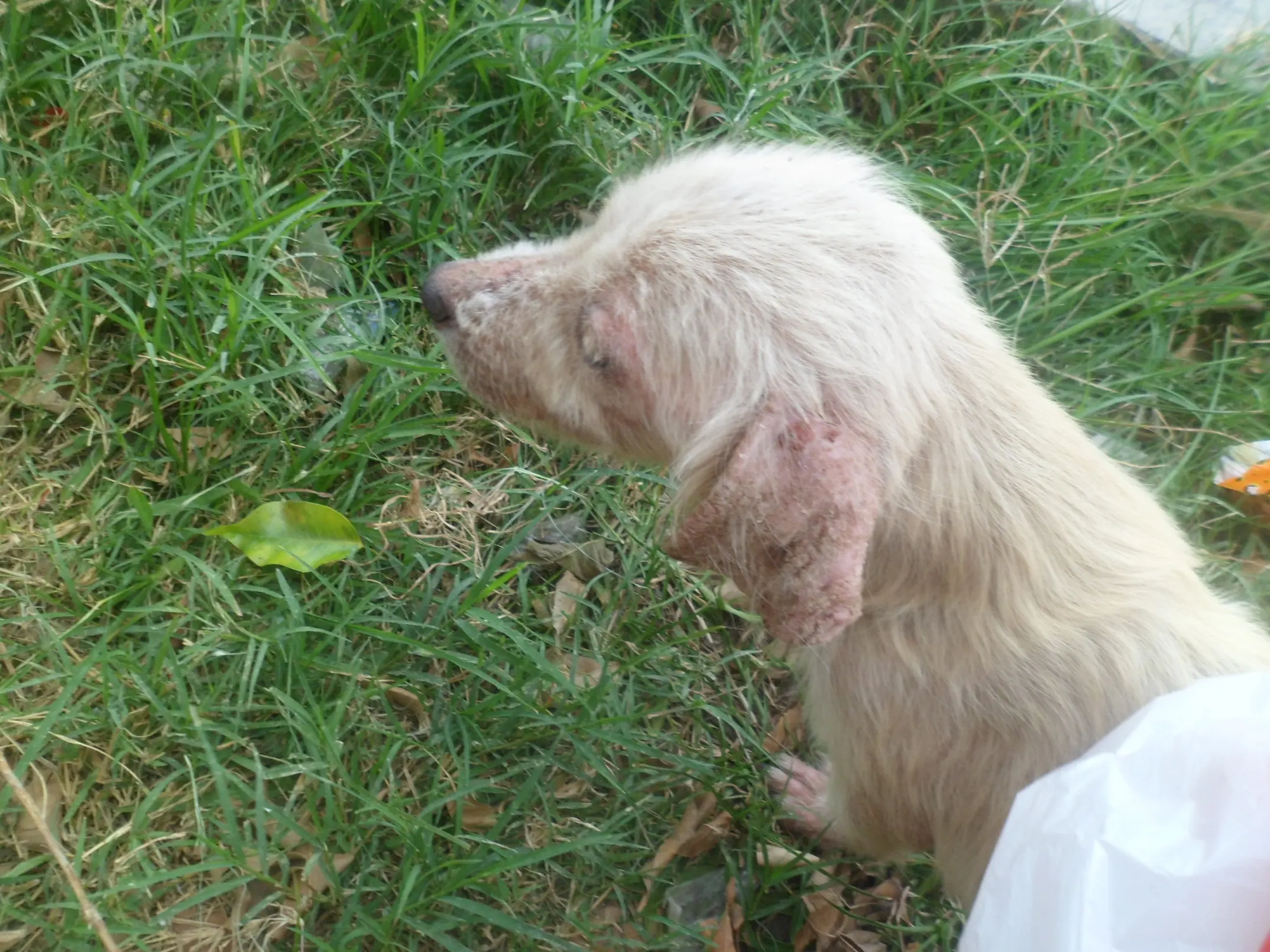 Perrito