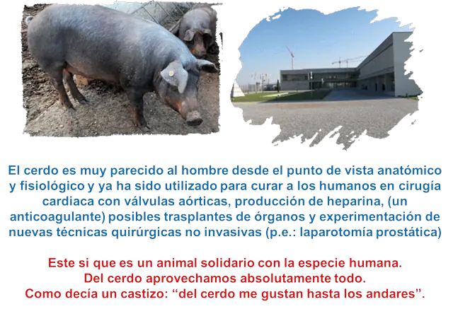Animales