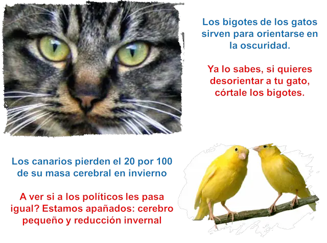 Curiosidades sobre animales comentadas