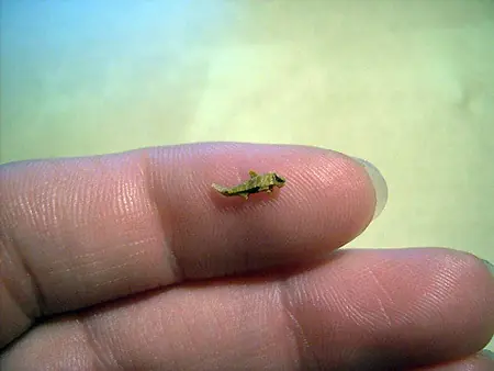 Miniaturas, Nano Origami