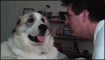 perros