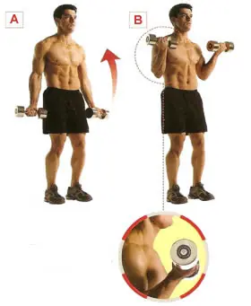 ¿Queres unos mejores biceps?