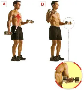 ¿Queres unos mejores biceps?