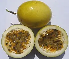Dengue