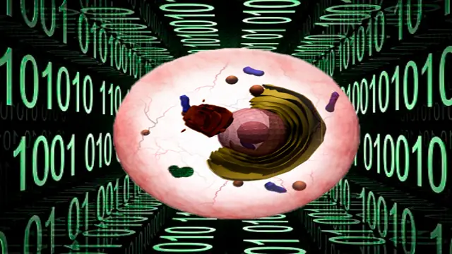 La primer calculadora biologica,humana y celular.
