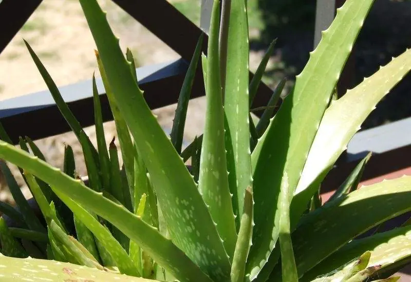 El poder nutritivo del aloe vera