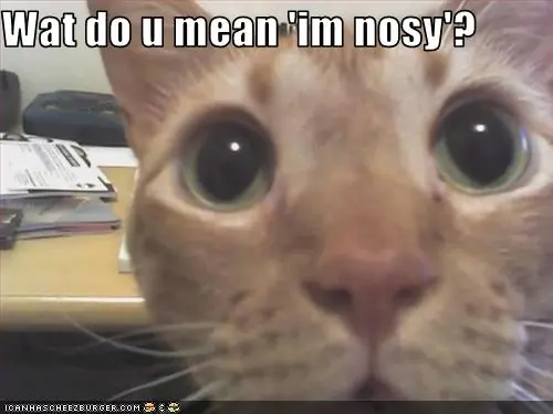 Armate un gato curioso del techo...