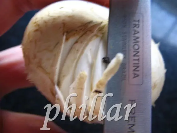 y jamón