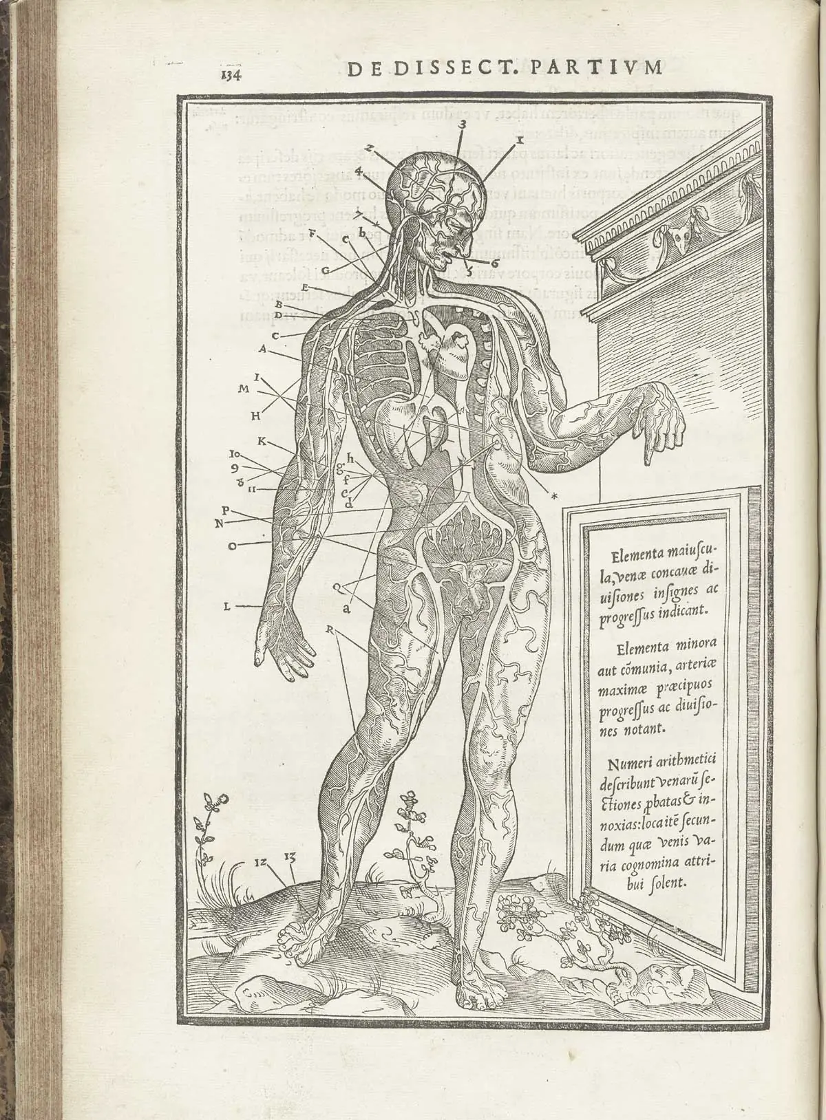 De dissectione partium corporis humani libri tres - 1545
