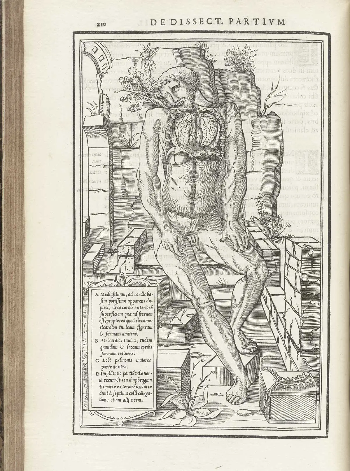 De dissectione partium corporis humani libri tres - 1545