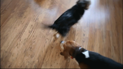 ¿Te gustan los perros? Entrá