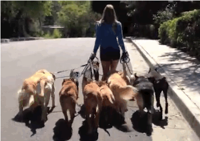 ¿Te gustan los perros? Entrá