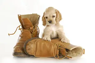 perros