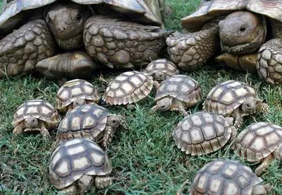 Animales
