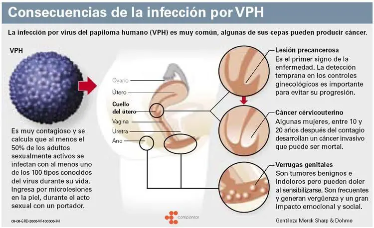 cuerpo humano