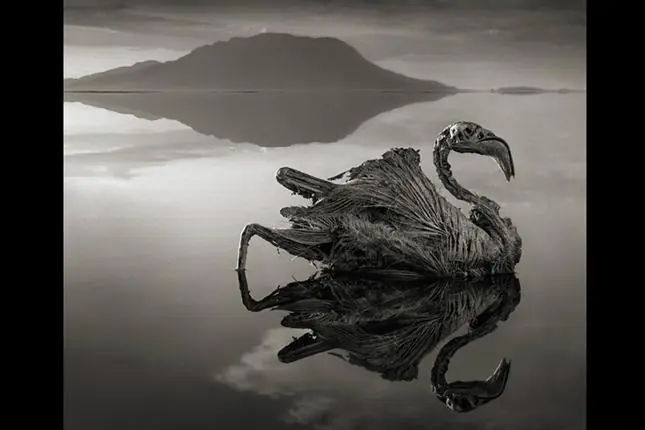 Animales