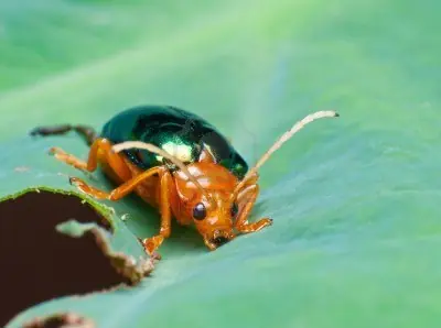 Los animales e insectos mas raros y extraños del mundo