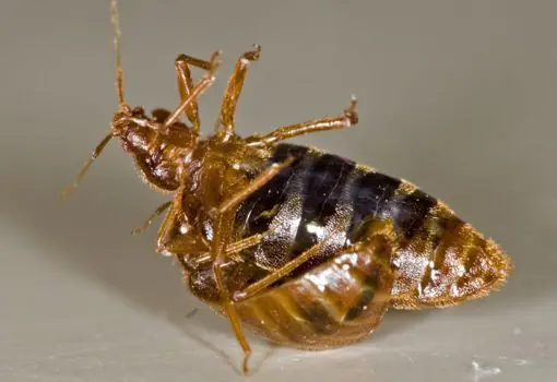 insectos