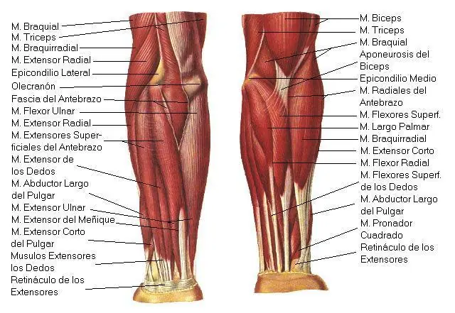 enfermedades