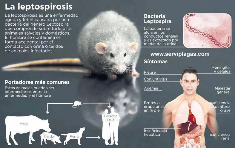 cuerpo humano