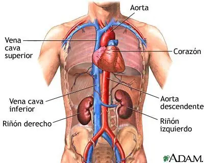 Conocé tu cuerpo.