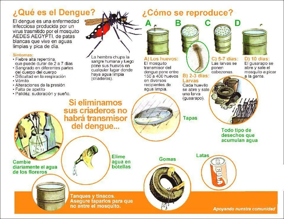 cuerpo humano