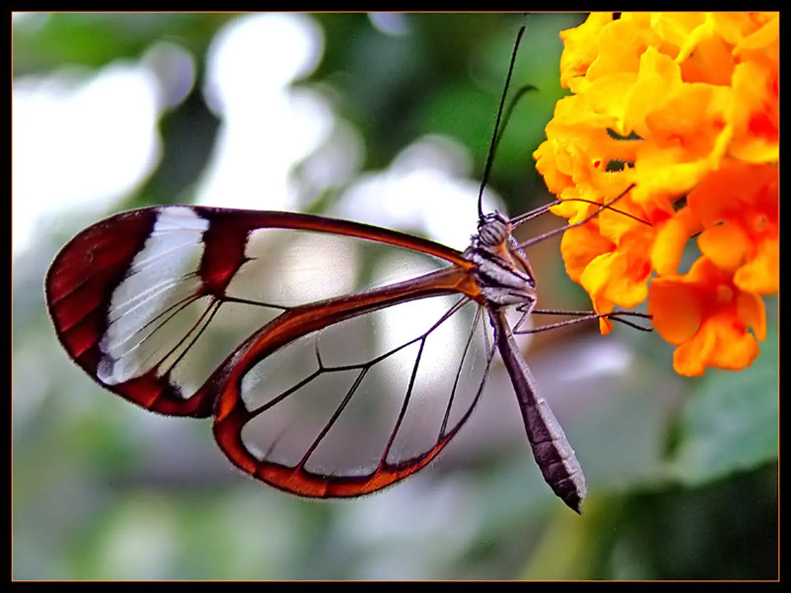 Los animales e insectos mas raros y extraños del mundo