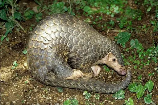 Animales