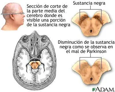 cuerpo humano