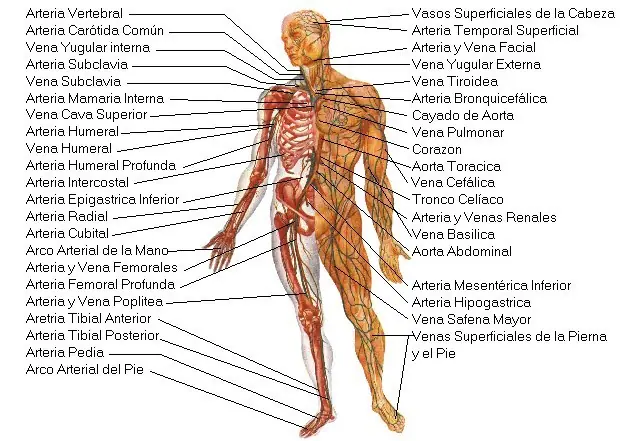 primeros auxilios