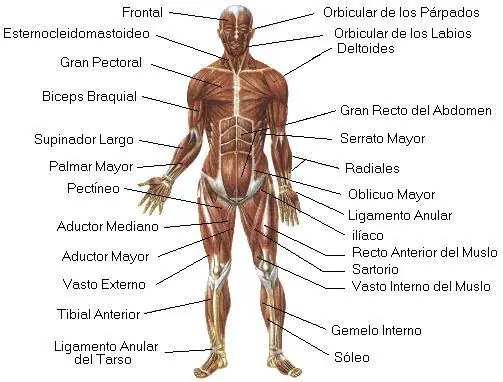 cuerpo humano