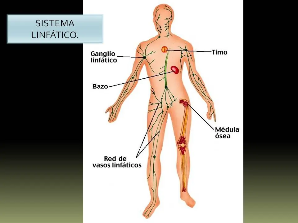 cuerpo humano