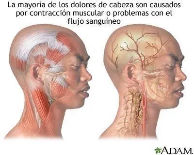 cuerpo humano