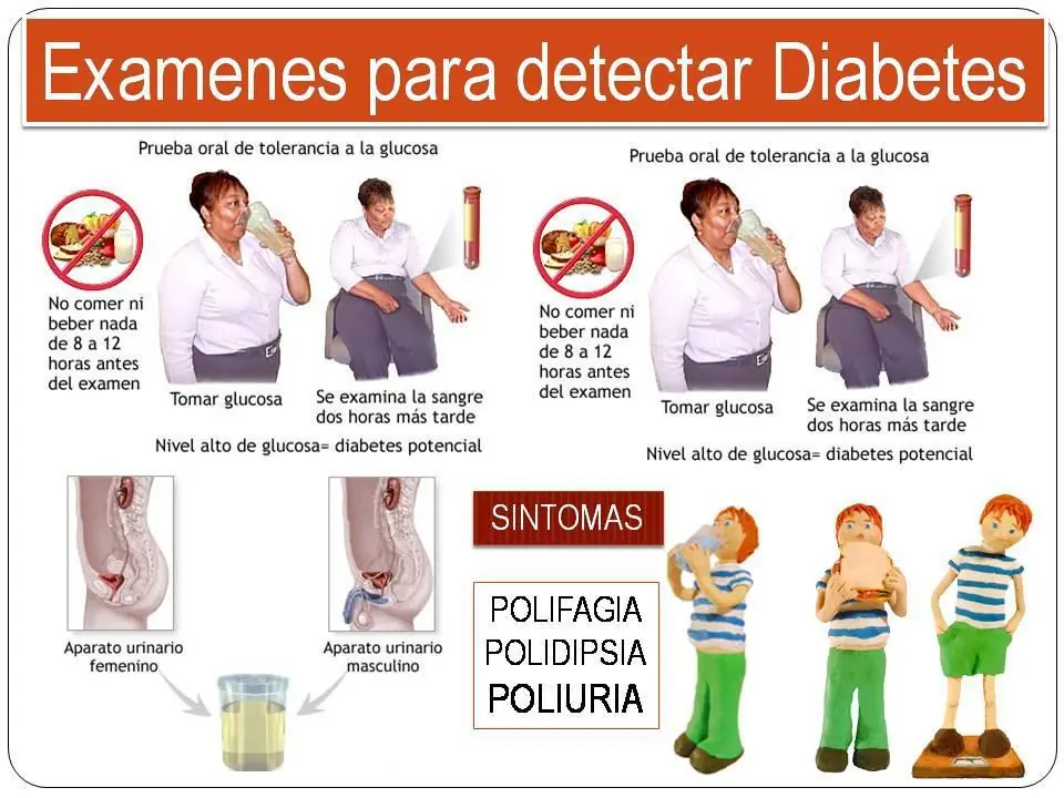 cuerpo humano