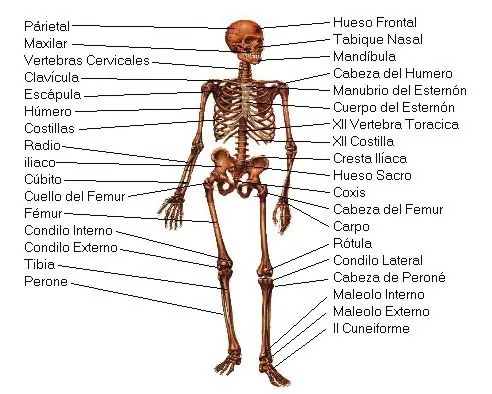 enfermedades