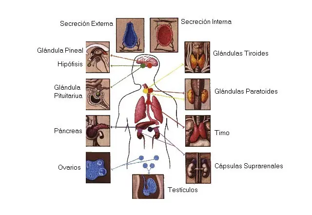 Conocé tu cuerpo.