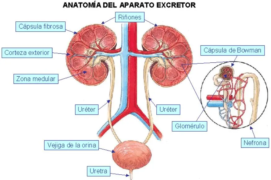 primeros auxilios