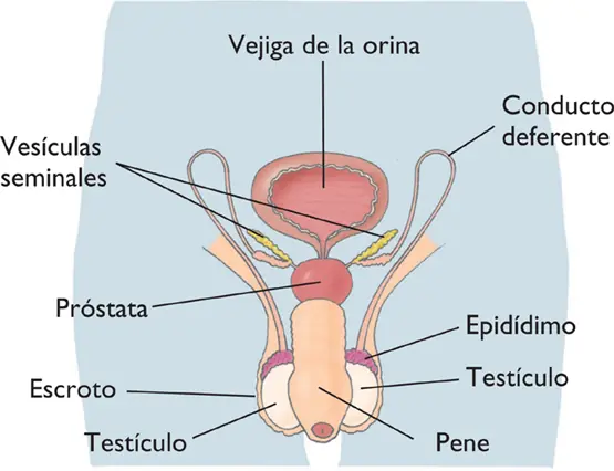 cuerpo humano