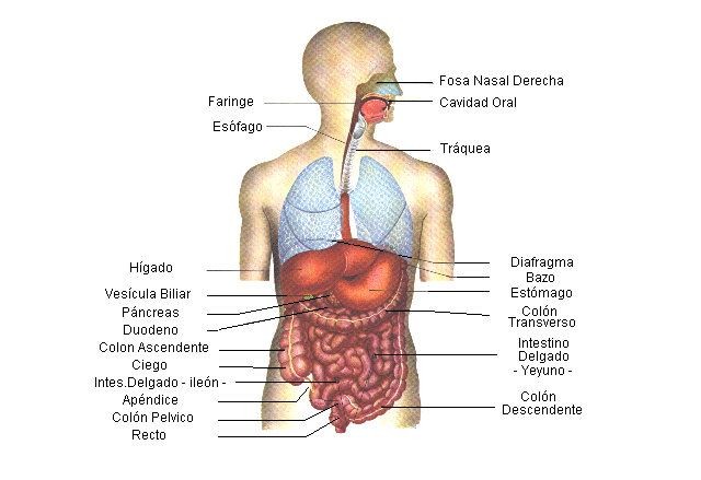 enfermedades