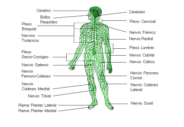enfermedades