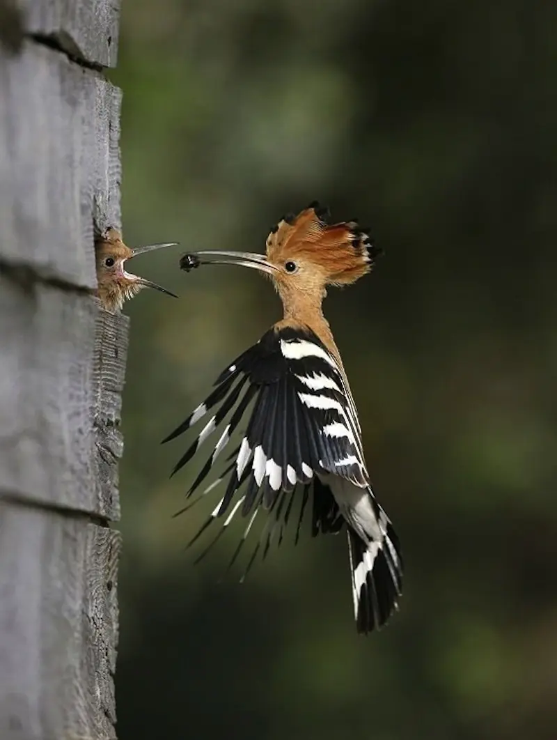 30 Fotos increíbles que pasan solamente una vez en la vida
