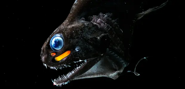 Bioluminiscencia
