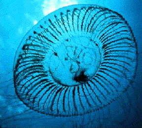luciernagas