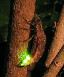 Bioluminiscencia