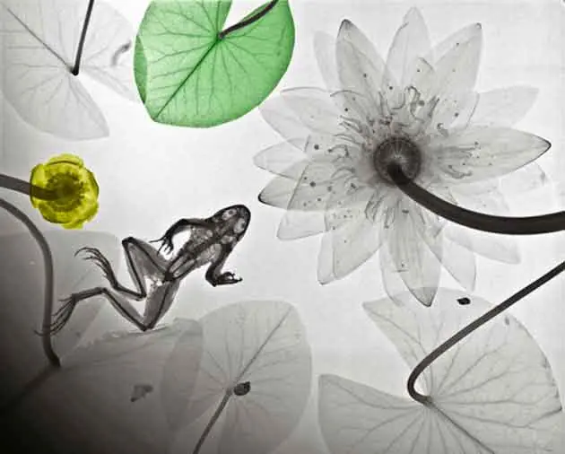 naturaleza