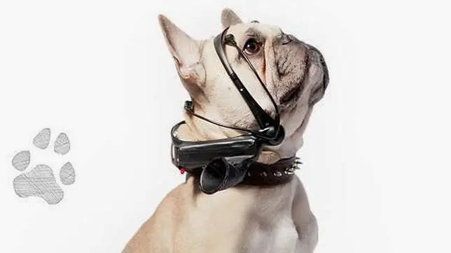 Aparato «traduce» pensamientos de los perros en palabras