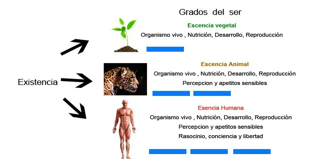 acto y potencia